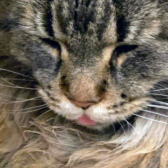 Hi! I'm Wolfie. What's your name? - Picture 9 of 17